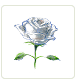 una rosa blanca